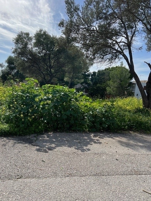 Σαρωνίδα - οικόπεδο 786 τ.μ, 150μέτρα απο θάλασσα 